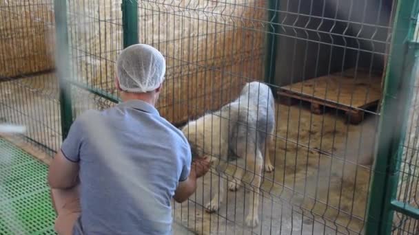 Tierheim Für Hunde Mit Streunenden Tieren Streicheln Sie Den Hund — Stockvideo