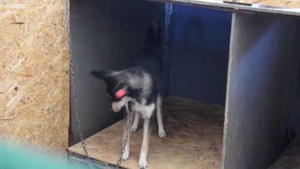 Tierheim Für Hunde Mit Streunenden Tieren Hund Bellt — Stockvideo