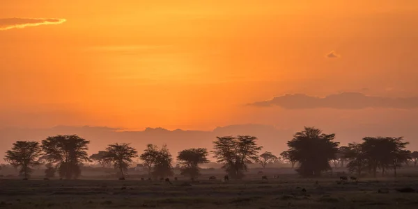 Pôr Sol Africano África — Fotografia de Stock