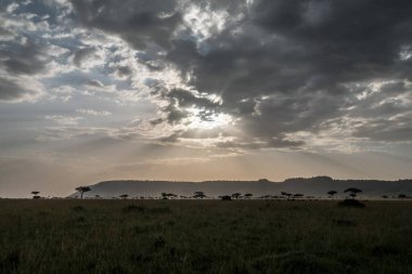 Ağaçlı Afrika savanı 