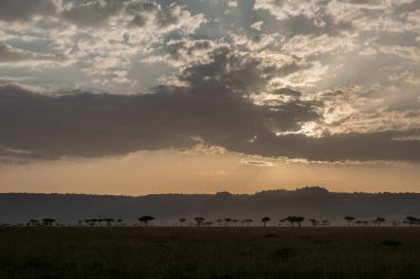 Ağaçlı Afrika savanı 