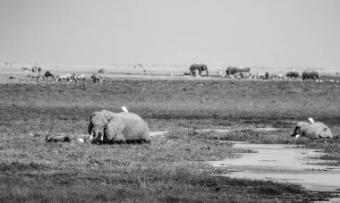 Afrika fili, doğal yaşam ortamında vahşi yaşam sahnesi