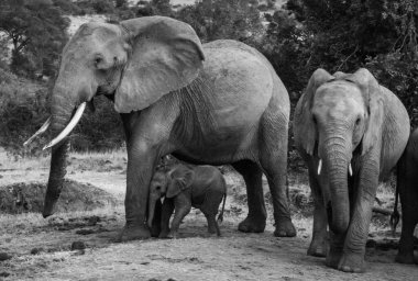 Afrika fili, doğal yaşam ortamında vahşi yaşam sahnesi
