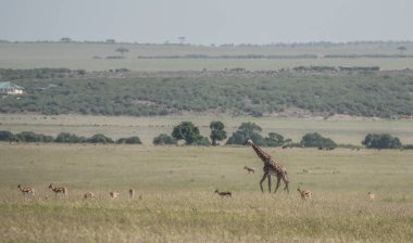 Afrika zürafası, doğal yaşam ortamında vahşi yaşam sahnesi