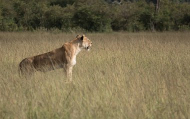 Afrika 'daki vahşi aslanlar