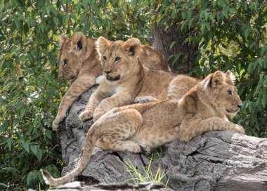 Afrika 'daki vahşi aslanlar