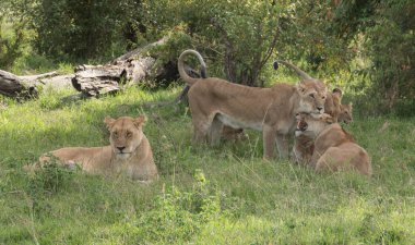 Afrika 'daki vahşi aslanlar