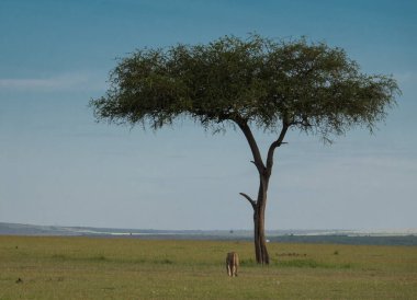 Afrika 'daki vahşi aslanlar