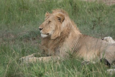 Afrika 'daki vahşi aslanlar