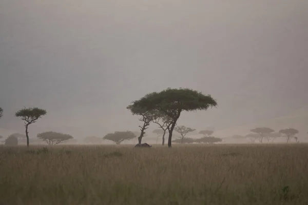 African savannah with trees