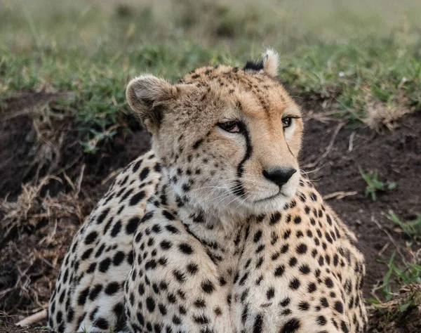 Cheetah Male Walking Looking Prey National Park Africa — Stock Photo, Image