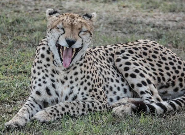 Gepardenmännchen Auf Beutesuche Nationalpark Afrika — Stockfoto