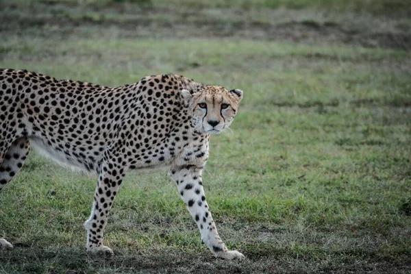 Cheetah Male Walking Looking Prey National Park Africa — Stock Photo, Image