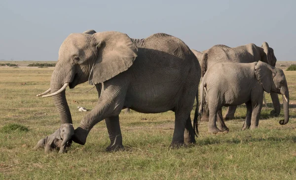 アフリカゾウ 自然の生息地での野生動物のシーン — ストック写真