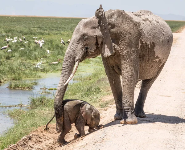 African Elephant, Wildlife scene in nature habitat