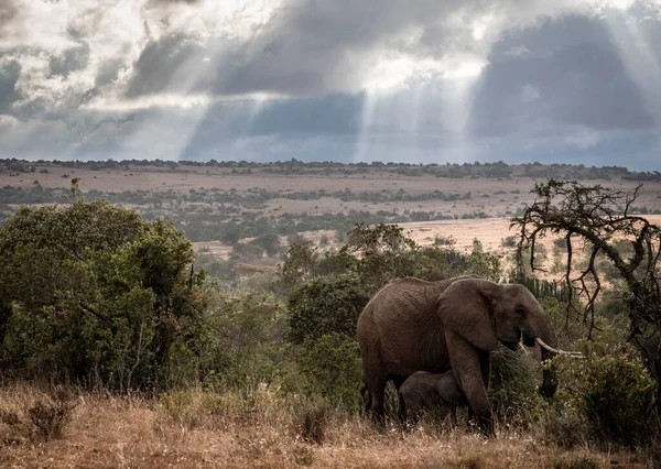 African Elephant, Wildlife scene in nature habitat