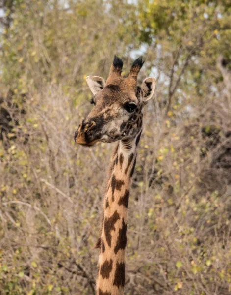 Jirafa Africana Vida Silvestre Hábitat Natural — Foto de Stock