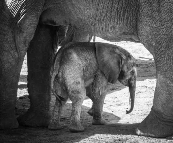 アフリカゾウ 自然の生息地での野生動物のシーン — ストック写真