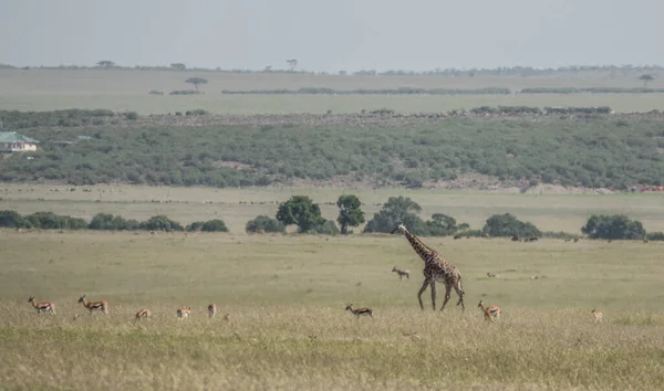 African Giraffe Wildlife Scene Nature Habitat — Stock Photo, Image