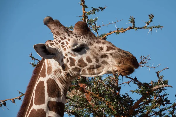 Африканский Жираф Сцена Дикой Жизни Естественной Среде Обитания — стоковое фото