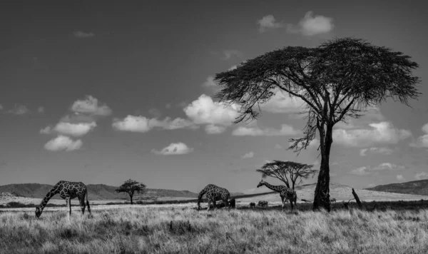 African Giraffe Wildlife Scene Nature Habitat — Stock Photo, Image