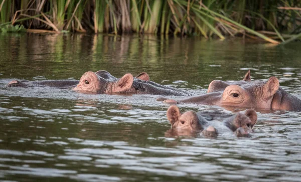 Hipopótamo Comum Hippopotamus Amphibius Hipopótamo Deitado Água — Fotografia de Stock