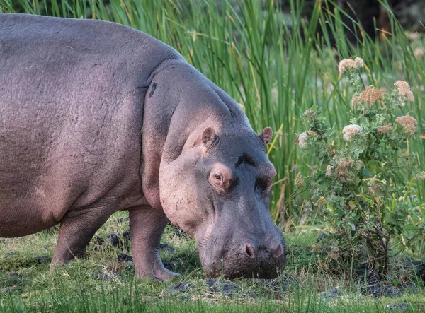 Κοινός Ιπποπόταμος Hippopotamus Amphibius Ιπποπόταμος Ξαπλωμένος Στο Νερό — Φωτογραφία Αρχείου