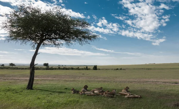 Дикі Леви Національному Парку Африка — стокове фото