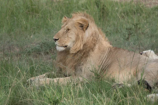 非洲国家公园的野生狮子 — 图库照片