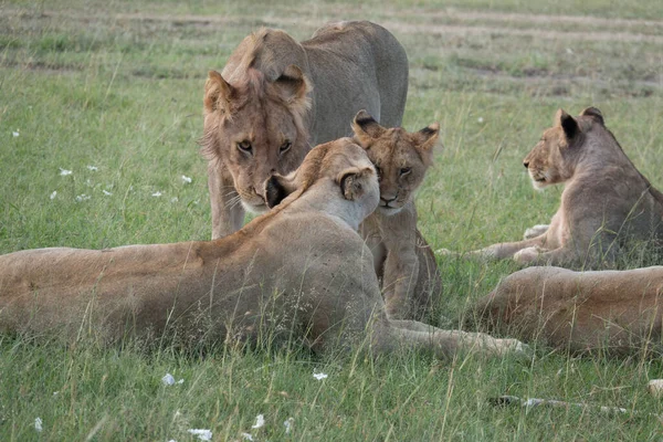 Wild Lions National Park Africa — Stock Photo, Image