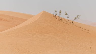 Çölde gün batımı. Çöl arkaplanı.