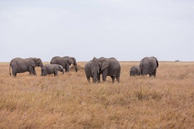 Afrika fili, doğal yaşam ortamında vahşi yaşam sahnesi