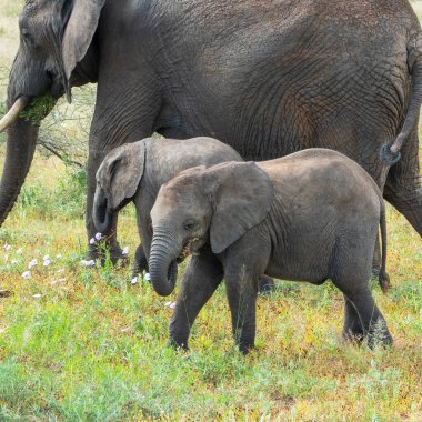Afrika fili, doğal yaşam ortamında vahşi yaşam sahnesi