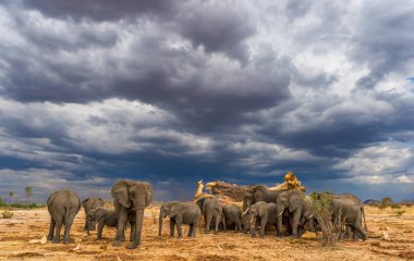 Afrika fili, doğal yaşam ortamında vahşi yaşam sahnesi