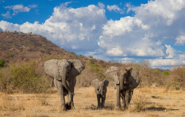 Afrika fili, doğal yaşam ortamında vahşi yaşam sahnesi