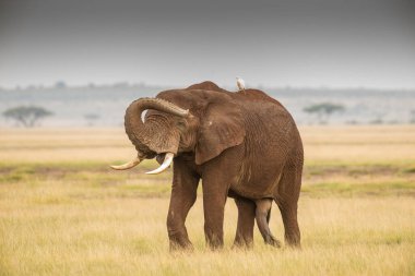 African Elephant, Wildlife scene in nature habitat clipart