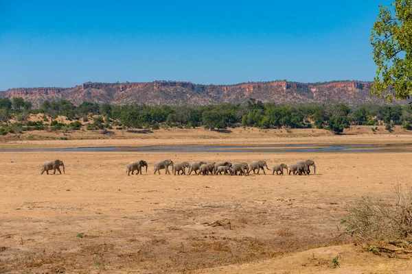 African Elephant Wildlife Scene Nature Habitat — Stock Photo, Image