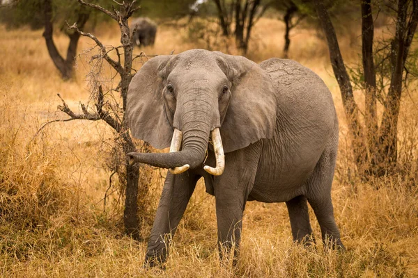 非洲象 大自然栖息地中的野生动物场景 — 图库照片