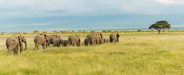 Afrikaanse Olifant Wildlife Scene Natuur Habitat — Stockfoto