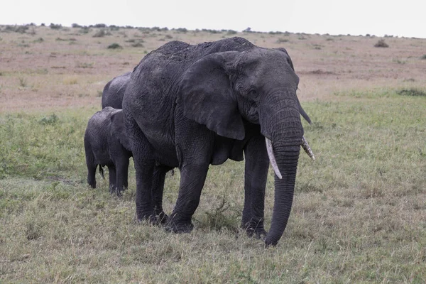 African Elephant, Wildlife scene in nature habitat