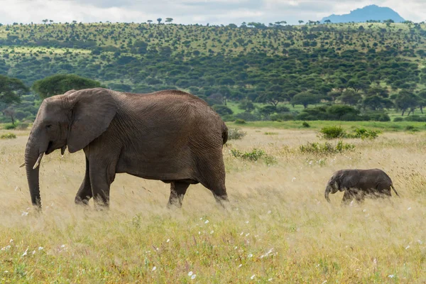 African Elephant, Wildlife scene in nature habitat