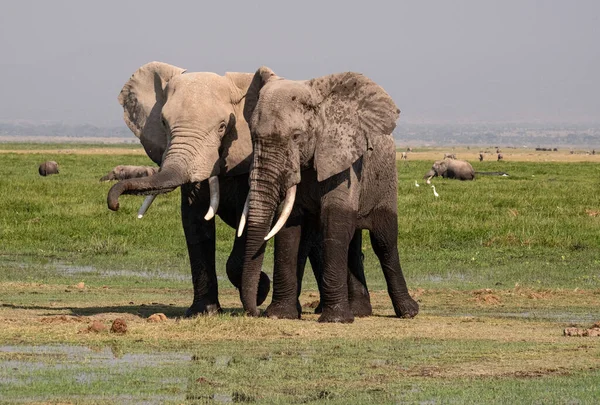 アフリカゾウ 自然の生息地での野生動物のシーン — ストック写真