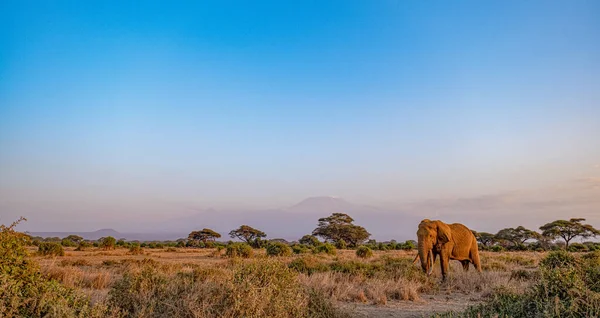 African Elephant Wildlife Scene Nature Habitat — Stock Photo, Image