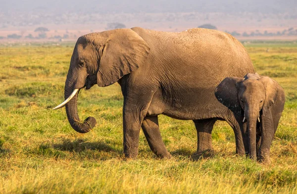 Afrikaanse Olifant Wildlife Scene Natuur Habitat — Stockfoto