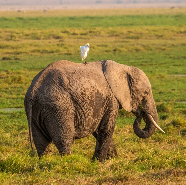 Elefante Africano Vida Silvestre Hábitat Natural — Foto de Stock