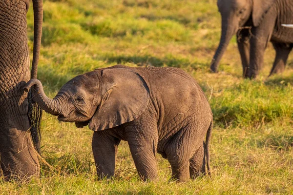 Elefante Africano Vida Silvestre Hábitat Natural — Foto de Stock