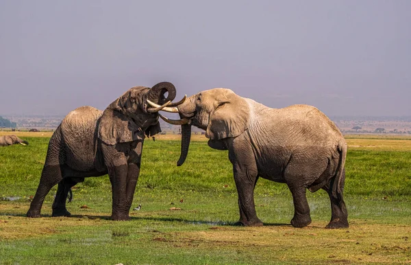 African Elephant Wildlife Scene Nature Habitat — Stock Photo, Image