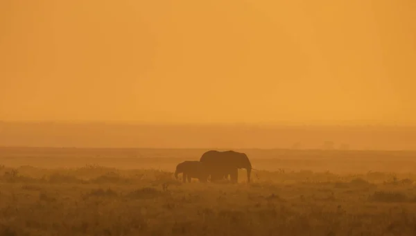 African Elephant Wildlife Scene Nature Habitat — Stock Photo, Image