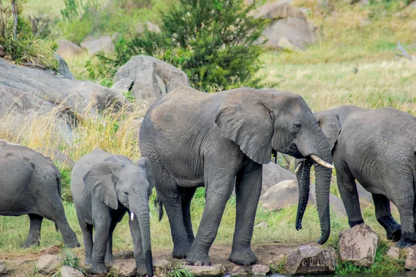 African Elephant Wildlife Scene Nature Habitat — Stock Photo, Image