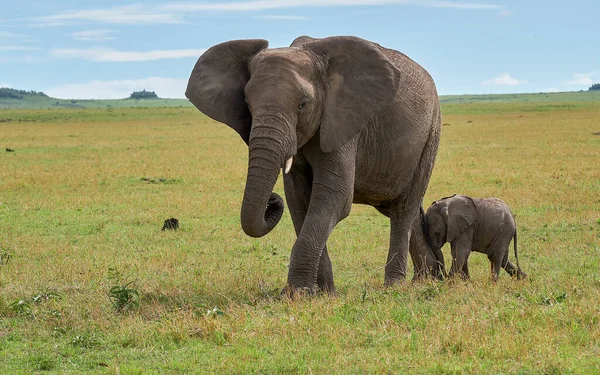 African Elephant Wildlife Scene Nature Habitat — Stock Photo, Image